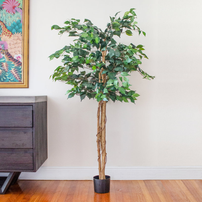 Ficus Silk Tree in Planter & Reviews Joss & Main